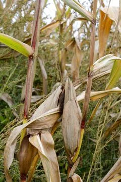 A dried up cob in a field Stock Photos