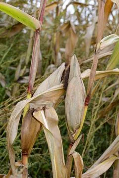 A dried up cob in a field Stock Photos