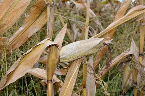 A dried up cob in a field Photos