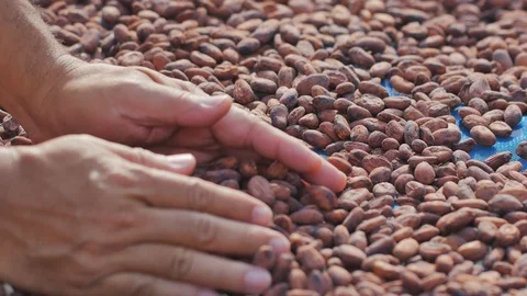 Dried cocoa beans under the sun and Cocoa beans selection. Stock Footage 120573294