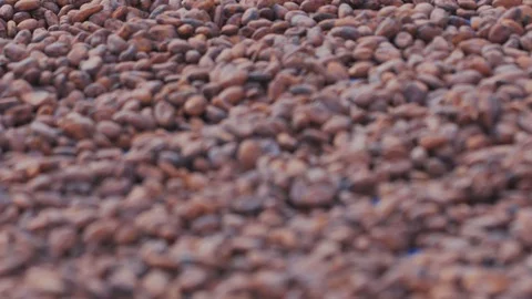 Dried cocoa beans under the sun and Cocoa beans selection. Stock Footage 120681271