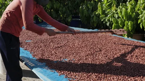 Dried cocoa beans under the sun and Cocoa beans selection. Stock Footage 143641864