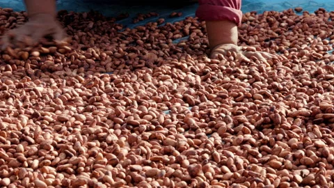 Dried cocoa beans under the sun and Cocoa beans selection. Stock Footage 144101545