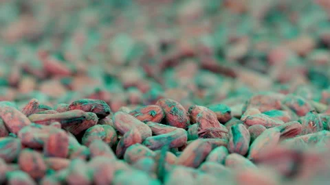 Dried cocoa beans under the sun and Cocoa beans selection. Stock Footage 144804171