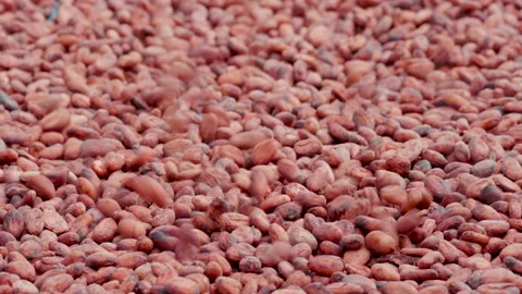 Dried cocoa beans under the sun and Cocoa beans selection. Stock Footage 144804438