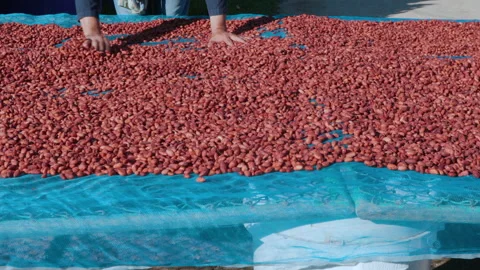 Dried cocoa beans under the sun and Cocoa beans selection. Stock Footage 164703793