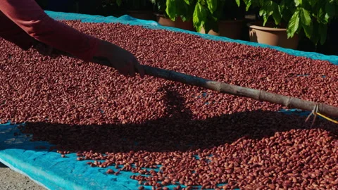 Dried cocoa beans under the sun and Cocoa beans selection. Stock Footage 194521475
