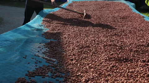 Dried cocoa beans under the sun and Cocoa beans selection. Stock Footage 194885641