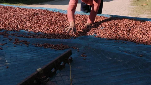 Dried cocoa beans under the sun and Cocoa beans selection. Stock Footage 218076586