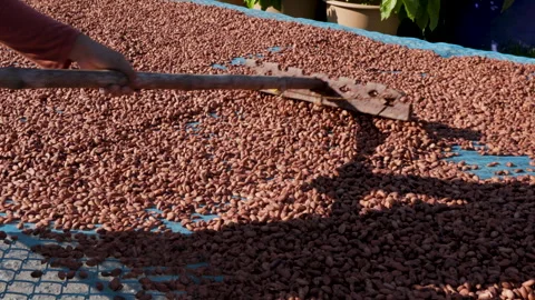 Dried cocoa beans under the sun and Cocoa beans selection. Stock Footage 242745974