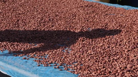 Dried cocoa beans under the sun and Cocoa beans selection. Stock Footage 242746000