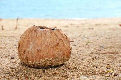 Dried coconut on the beach Stock Photos