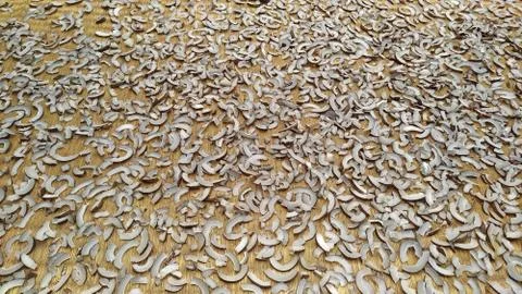 Dried coconut copra 写真素材
