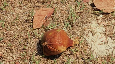 The dried coconut on the ground. Stock Footage 306925348