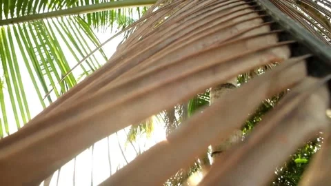 Dried coconut leaves  Stock Footage 219444653