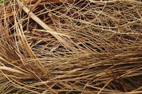 The Dried Coconut Spathe pattern texture background Stock Photos