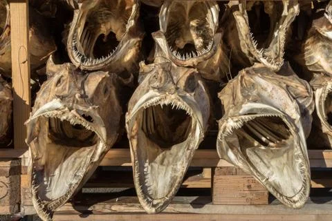 Dried cod fish heads with big open mouths Stock Photos