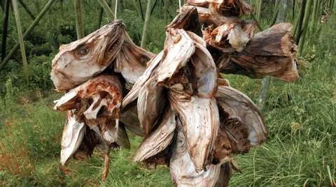 Dried cod fish heads Stock Footage 67427573