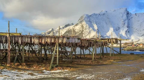 Dried cod fish norway Stock Footage 49233626