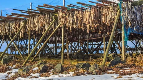 Dried cod fish norway Stock Footage 49233998