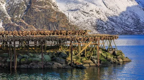 Dried cod fish norway Stock Footage 49234256