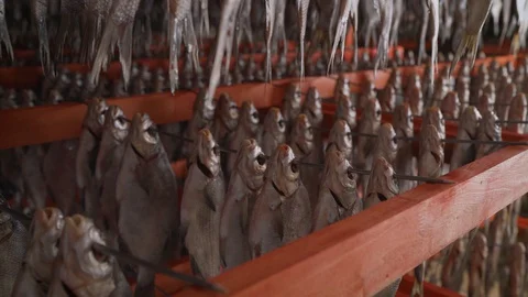 Dried cod at a Norwegian fish factory. Stock Footage 128958794