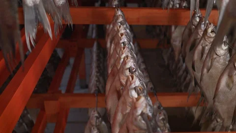 Dried cod at a Norwegian fish factory. Stock Footage 128958859