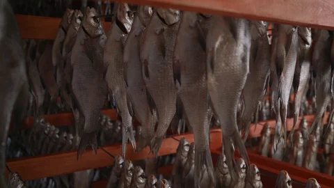 Dried cod at a Norwegian fish factory. Stock Footage 128958952