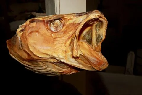 Dried cod stock fish head close up, Lofoten, Norway, Europe Stock Photos