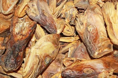 Dried cod stock fish heads close up, Lofoten, Norway, Europe Stock Photos