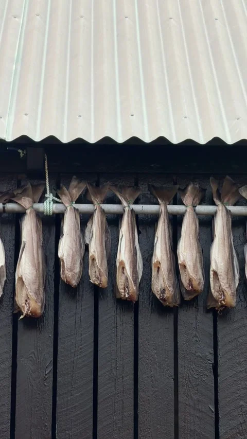 Dried cod stockfish hanging under the eaves of a traditional Faroese wooden hous Video stock 335265762