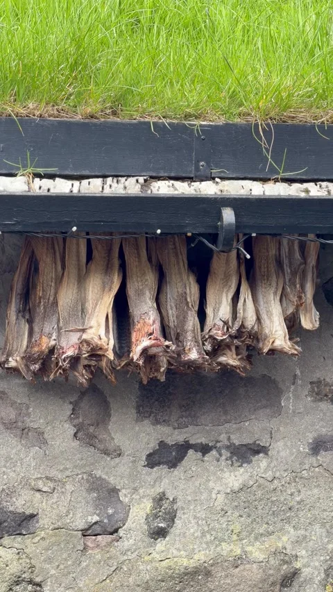 Dried cod stockfish hanging under the eaves of a traditional Faroese wooden hous Stock Footage 335268188