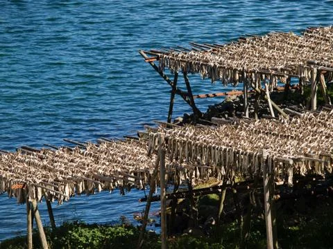 Dried codfish on the racks Stock Photos