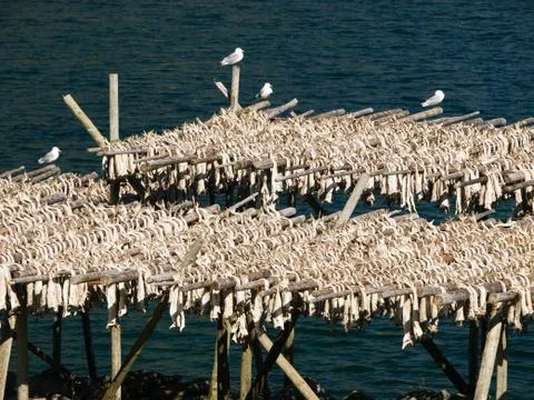 Dried codfish on the racks Stock Photos