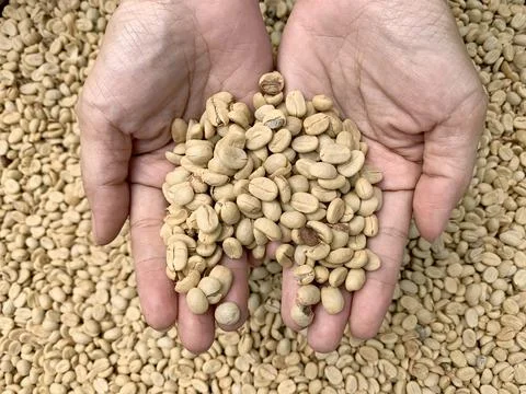 The dried coffee beans on hand, process dry step from sun Stock Photos