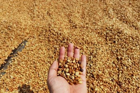 Dried coffee beans Stock Photos