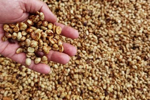 Dried coffee beans Stock Photos