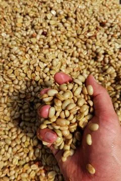 Dried coffee beans Stock Photos