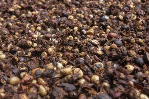 Dried Coffee Cherries Texture Background Stock Photos