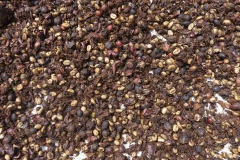 Dried Coffee Cherries Texture Background Stock Photos
