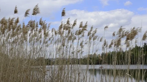 Dried common reed plants or water reeds in winter, The grass-like plants of Stock Footage 108003454
