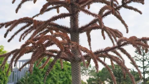 Dried conifer due to climate change Video stock 278292346