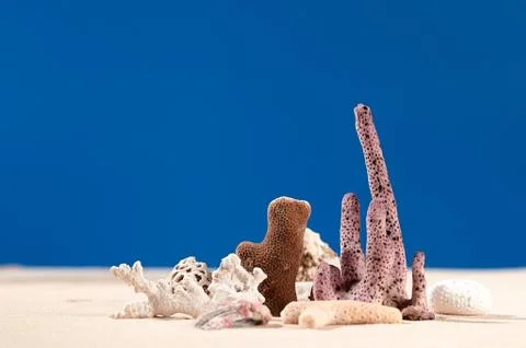 Dried corals and shell on sand. Stock Photos