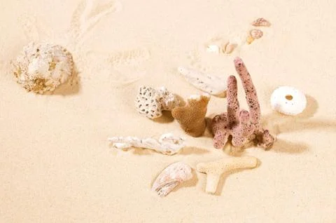 Dried corals and shell on sand. Stock Photos
