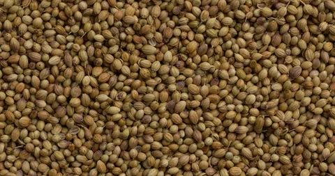 Dried coriander seeds background. Stock Footage 310432611
