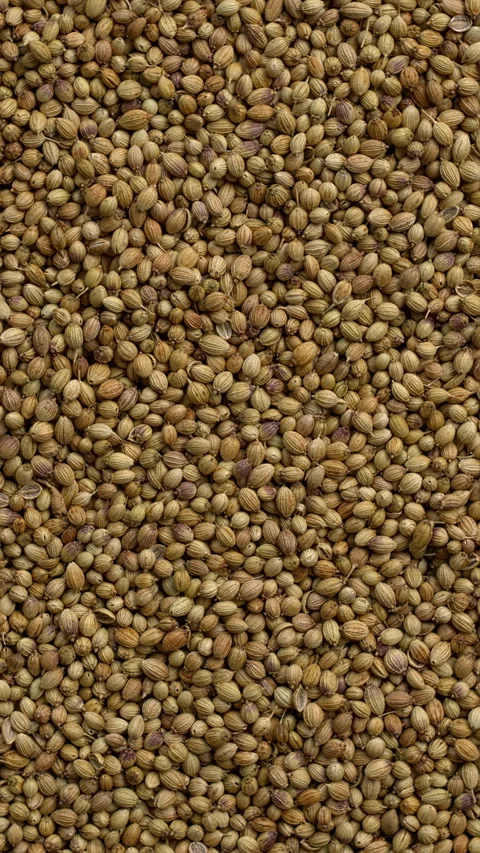Dried coriander seeds background. Vertical video. Stock Footage 310432566