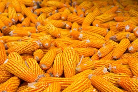 Dried corn background Foto stock