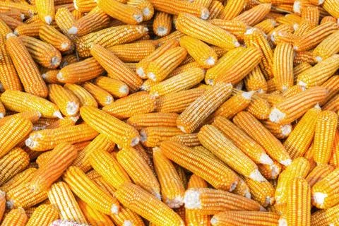 Dried corn background Stock Photos