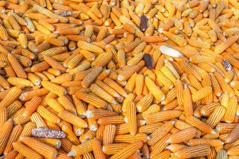 Dried corn background Stock Photos