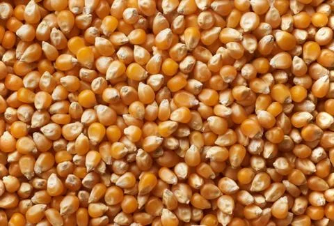 Dried corn background Stock Photos